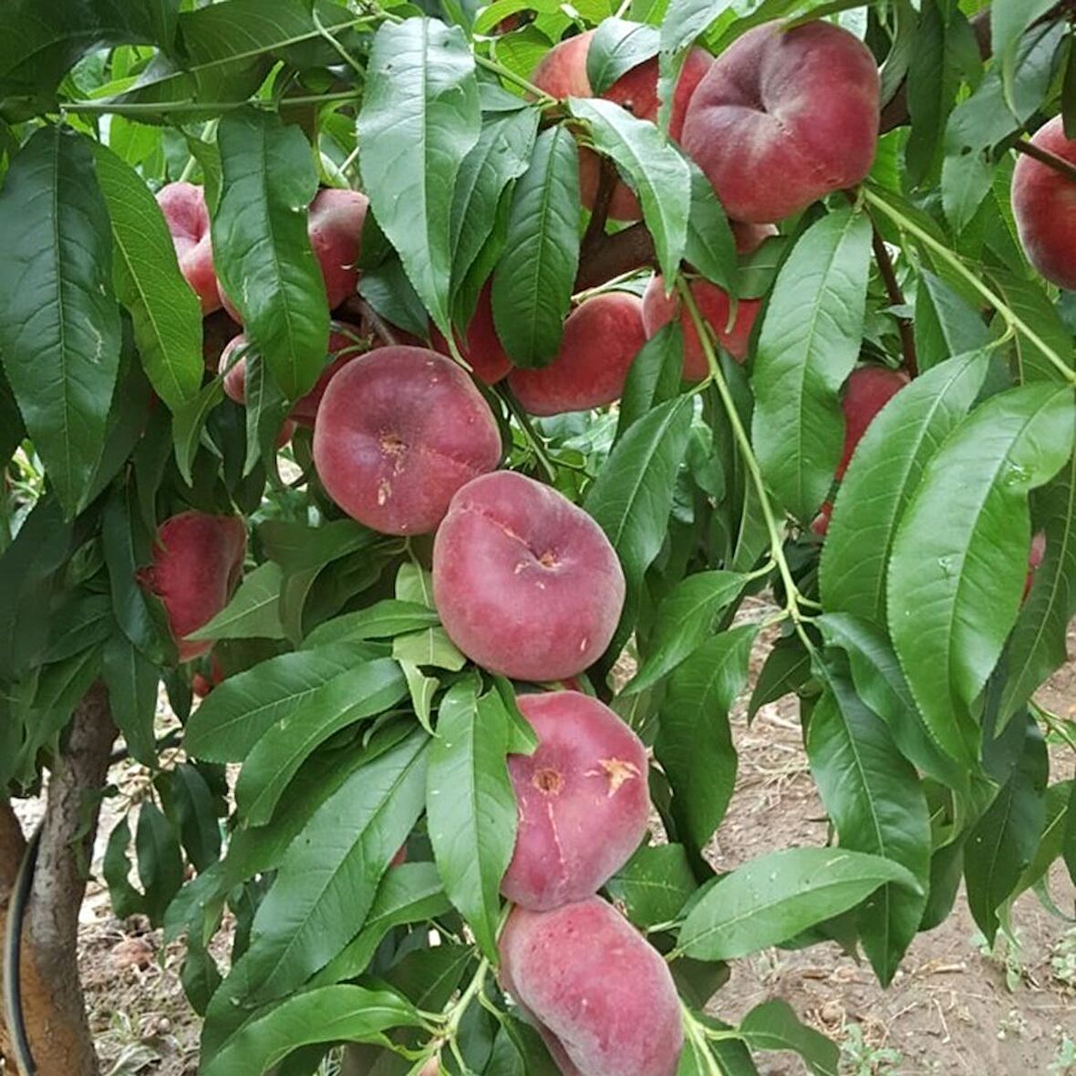 3 Yaş Paraguaya Yassı Şeftali Fidanı *Yarı Bodur*