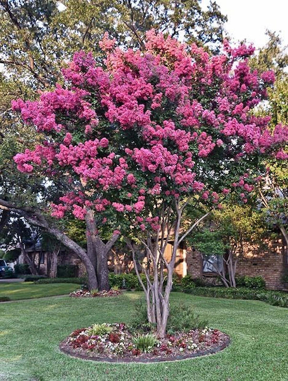 30-40 cm Tüplü Pembe Oya Ağacı (Lagerstroemia indica) Fidanı - İlkbaharda Açan Göz Alıcı Pembe Çiçeklerle Bahçenize Zarafet Katın