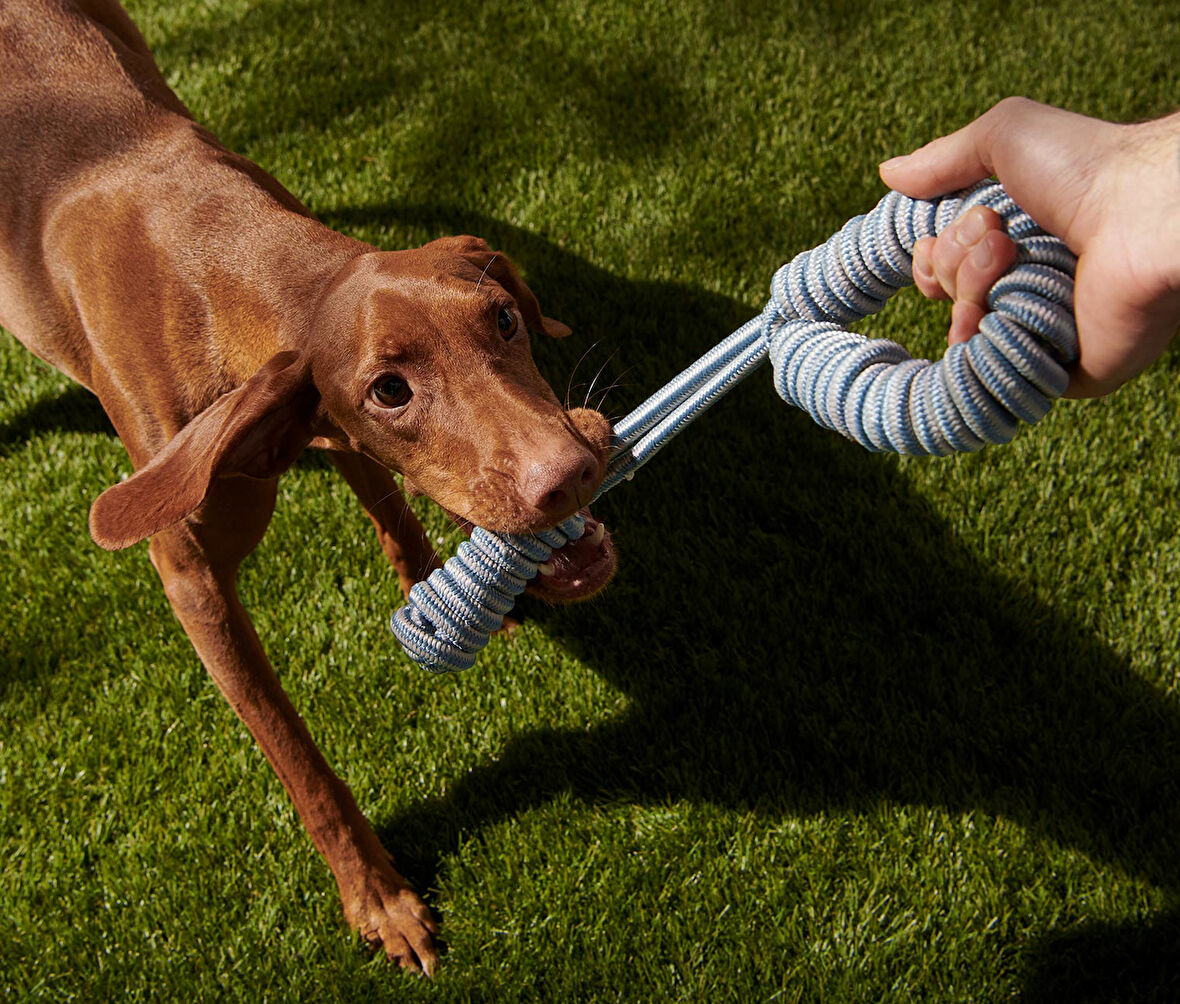 Köpek Oyuncağı