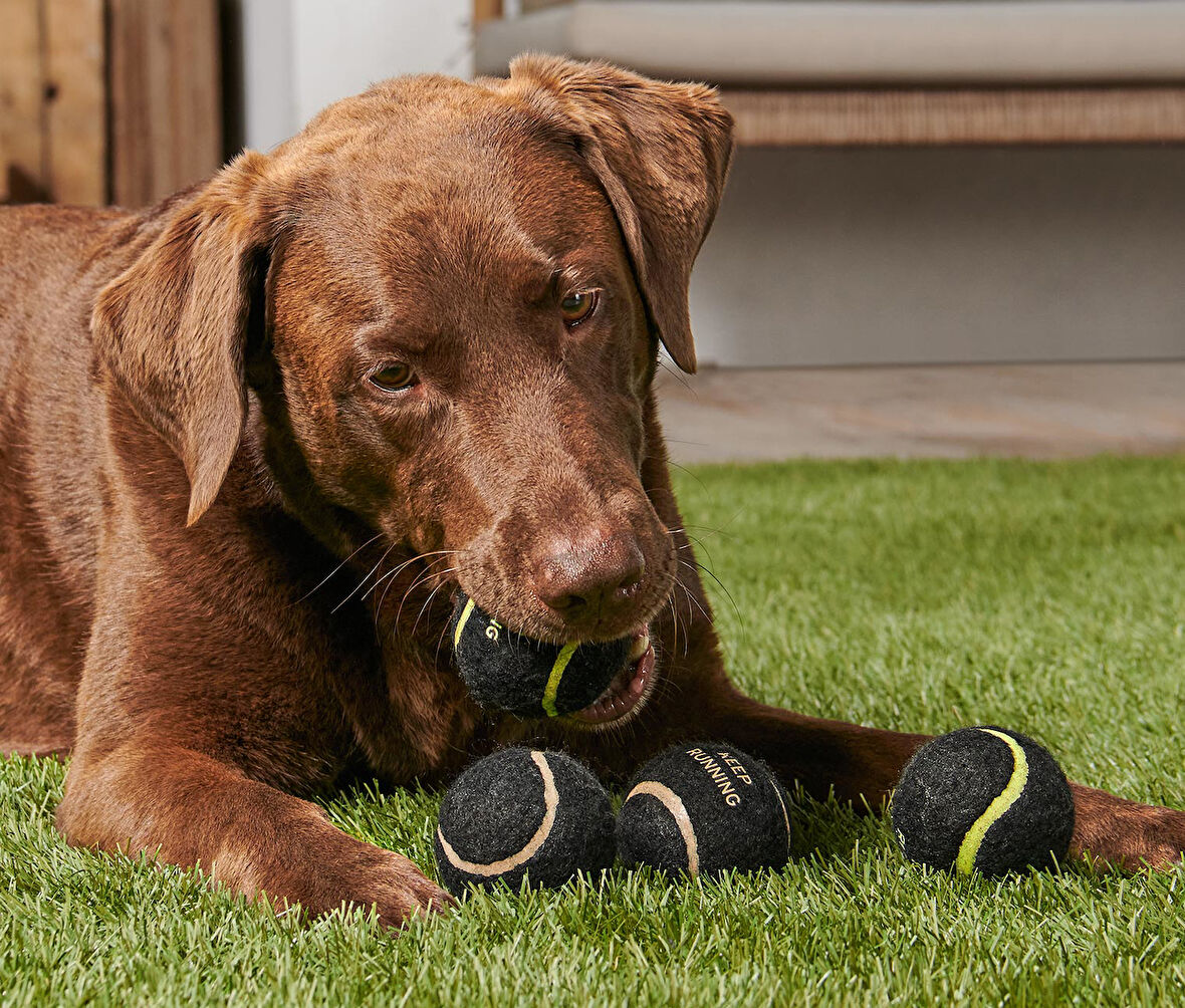 Köpekler İçin Oyuncak Toplar