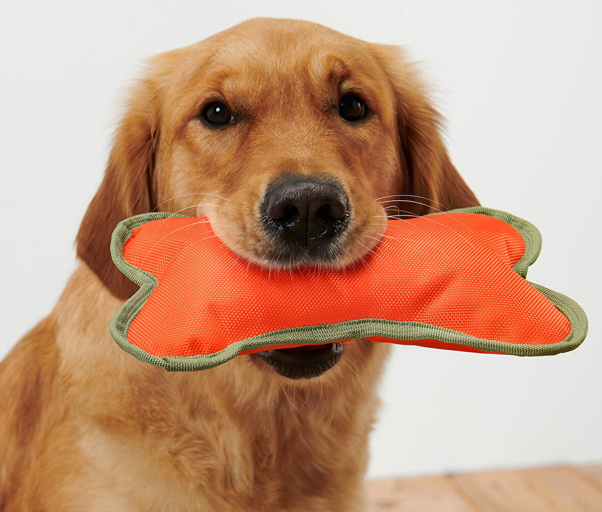 Köpekler İçin Oyuncak Kemik, Geri Dön. PES