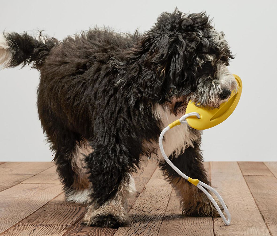 Köpekler İçin Fırlatma ve Su Oyuncağı