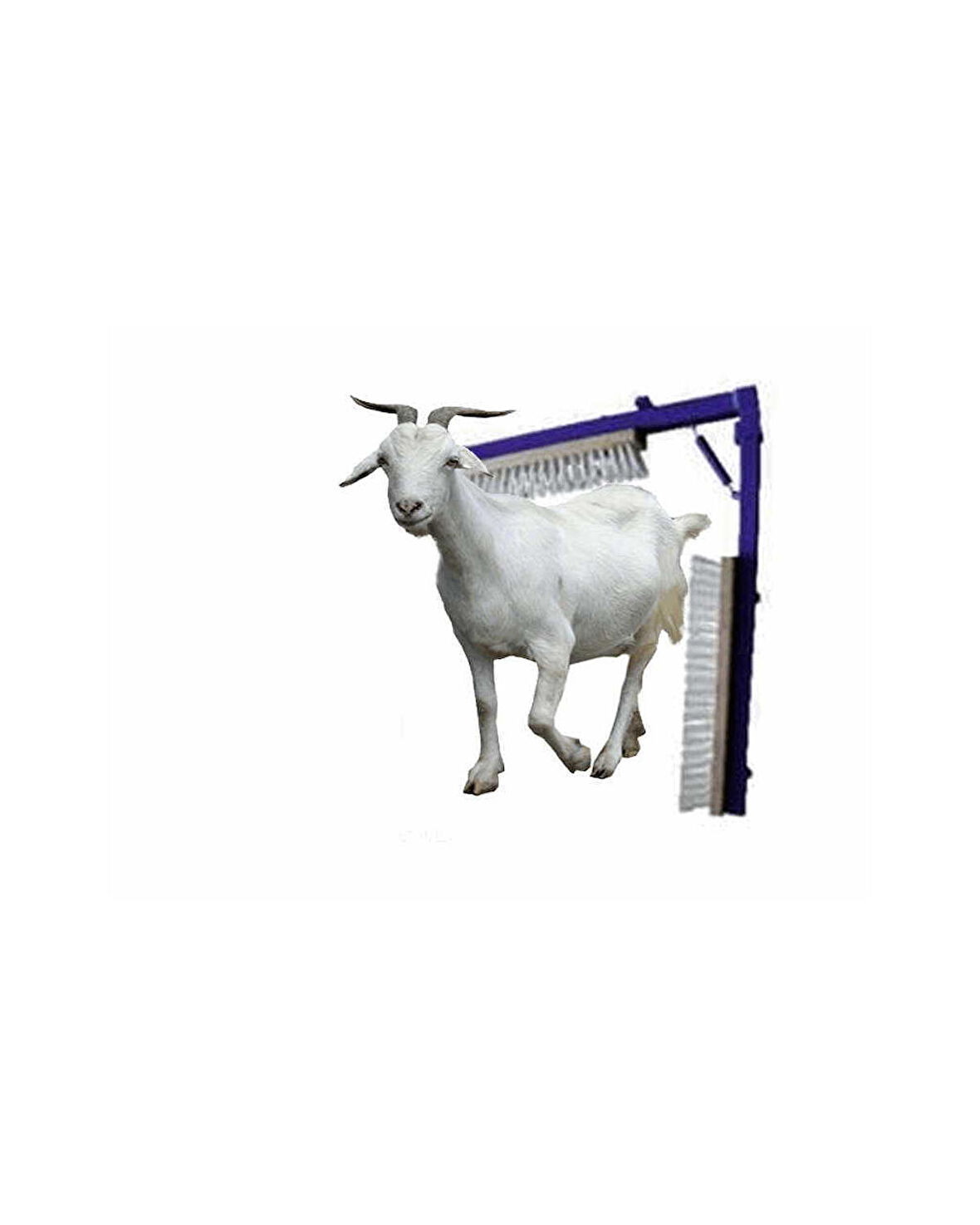 Keçiler için Sabit Kaşıma Fırçası