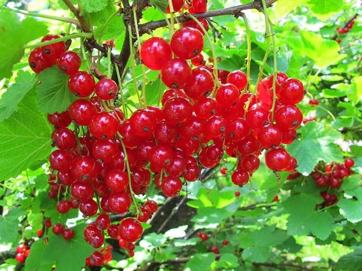 3 Adet Frenk Üzümü (Ribes rubrum) Fidanı - Besleyici Kırmızı Meyveler, 1-2 Yaş Arası Tüplü