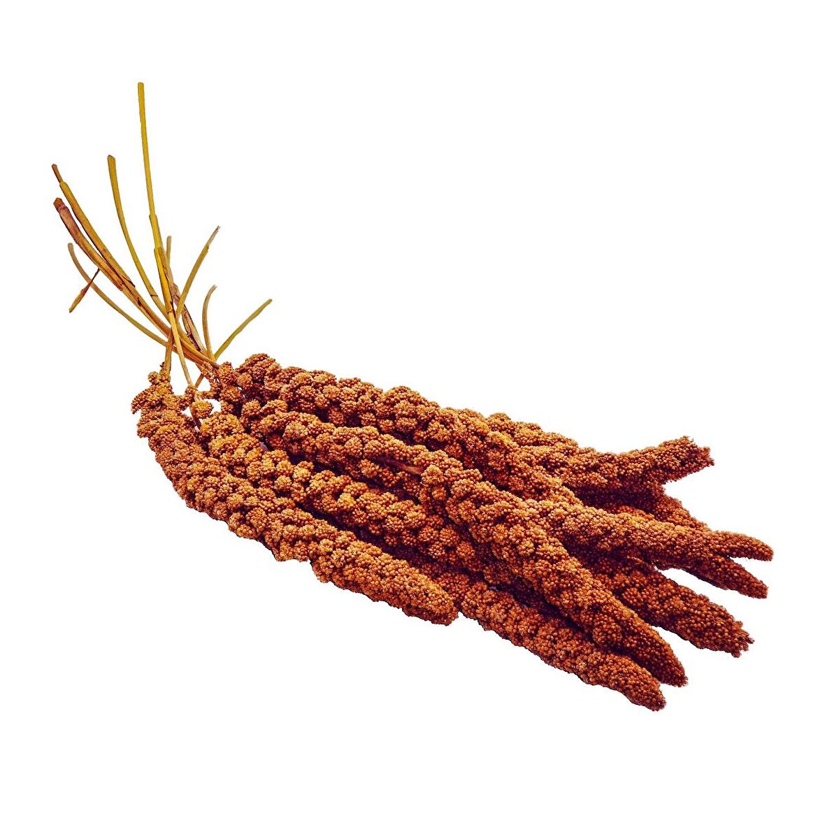 Kızıl Dal Darı Besleyici Kuş Yemi Açık Paket 500 Gr