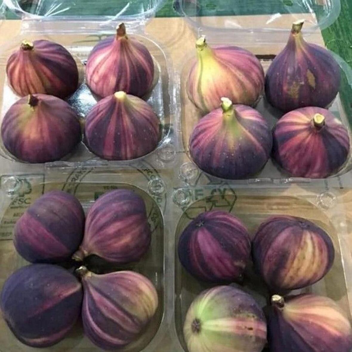Tüplü İri Meyveli Çilek Aromalı Tiger Fig  İncir Fidanı