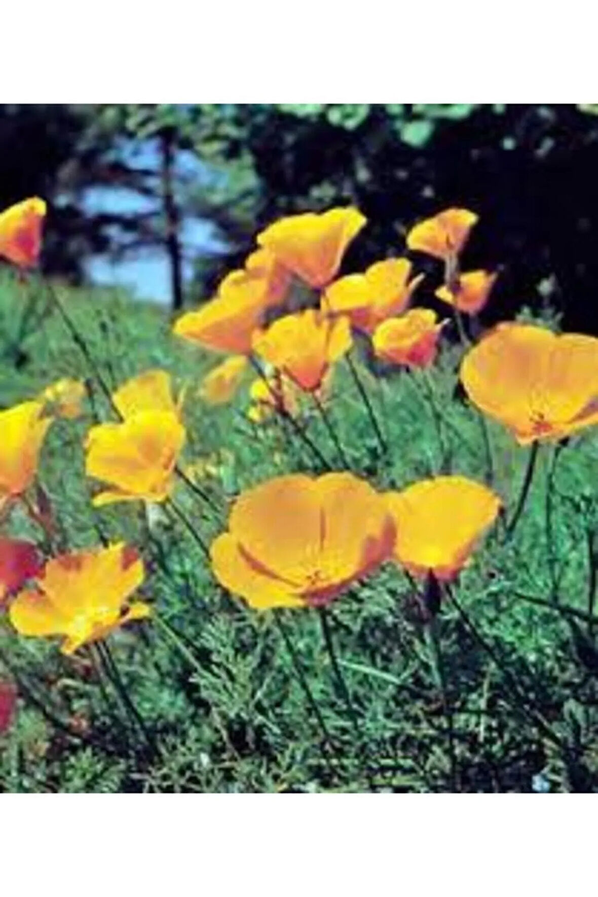 Acem Lalesi Çiçek Tohumu 10 Adet