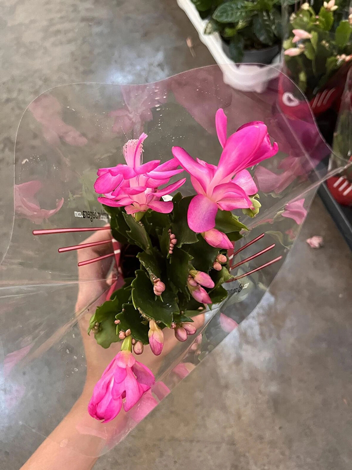 Yılbaşı Çiçeği (Schlumbergera) 