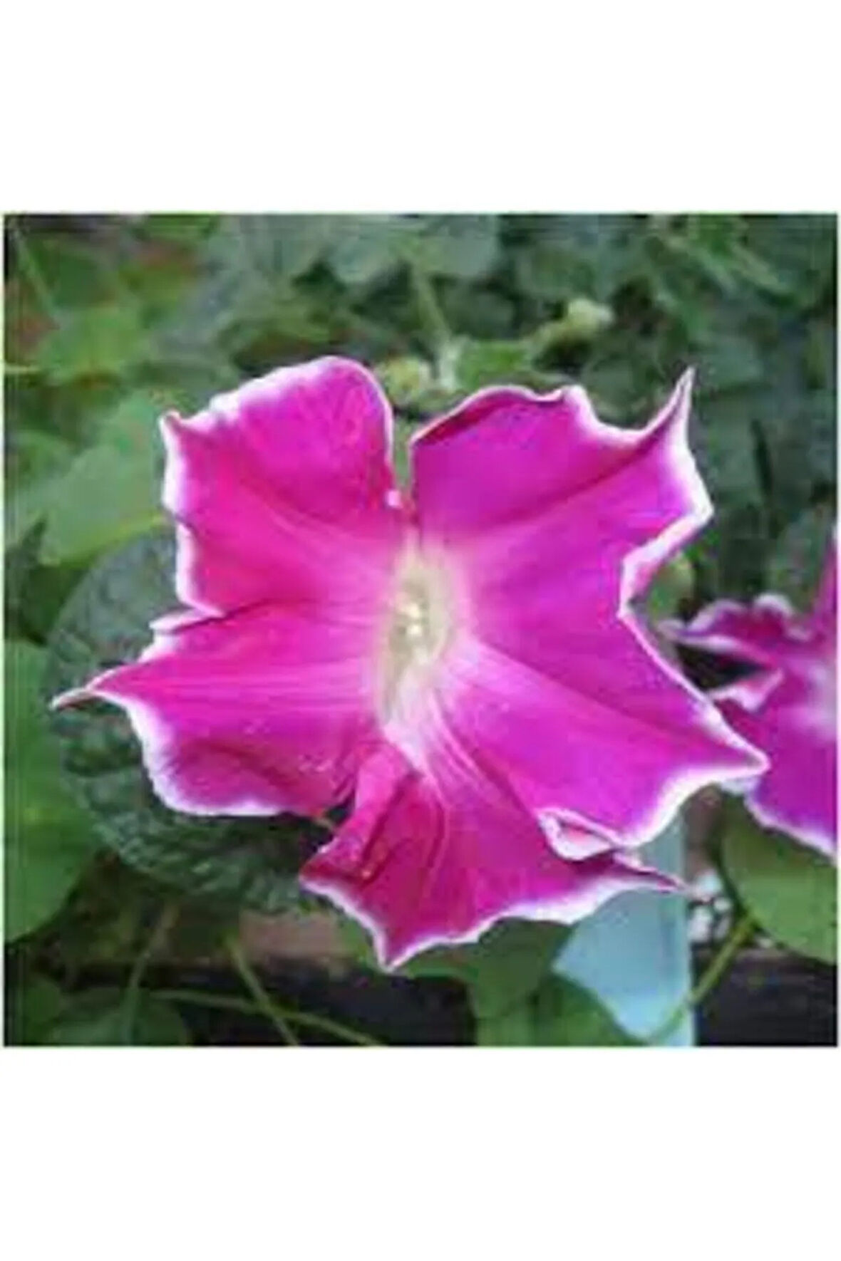 10 Adet Tohum Nadir Bulunan Ipomea Purpurea Çiçeği Tohumu