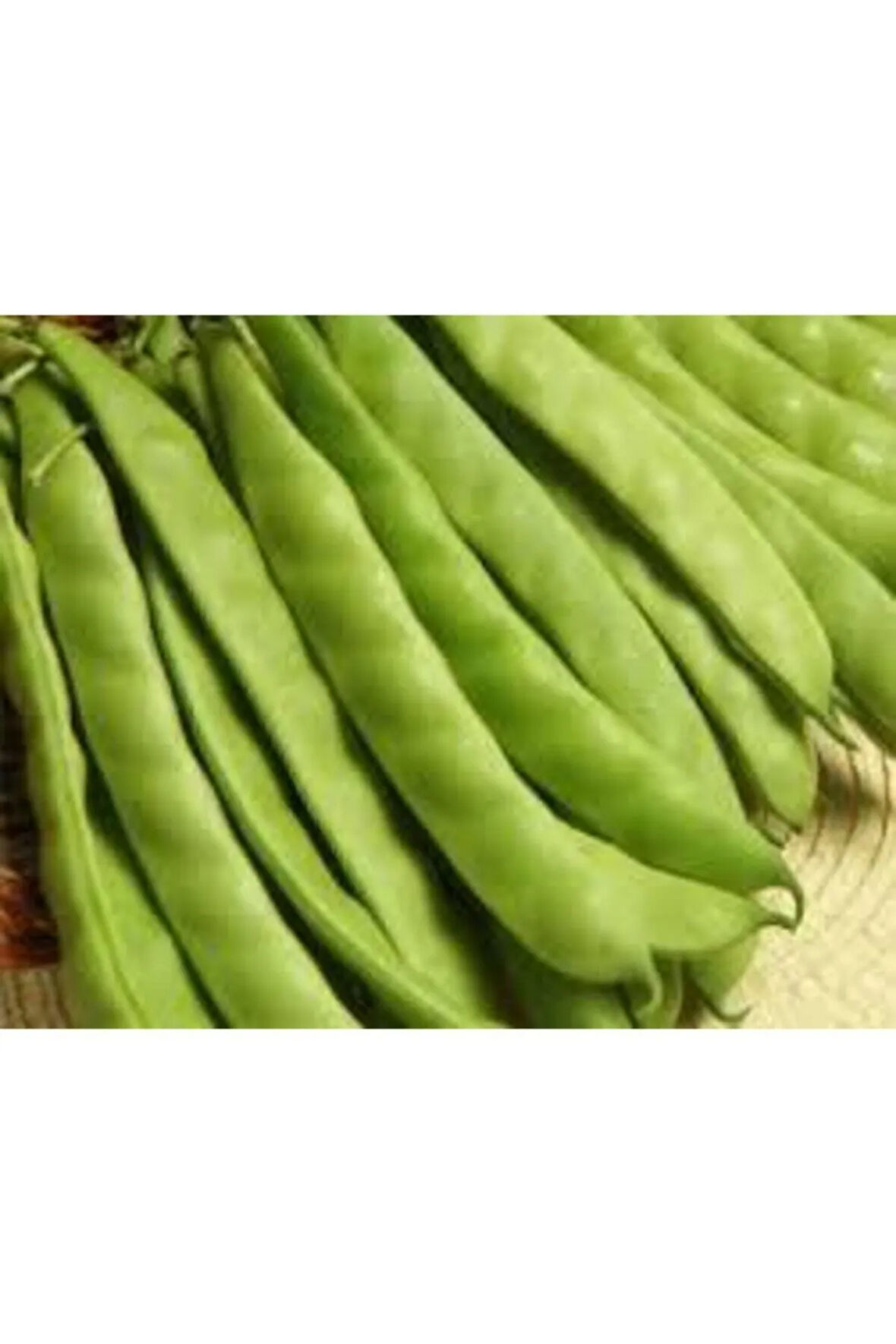 15 Adet Istanbul Boncuk Ayşe Kadın Kılçıksız Fasulye Tohum