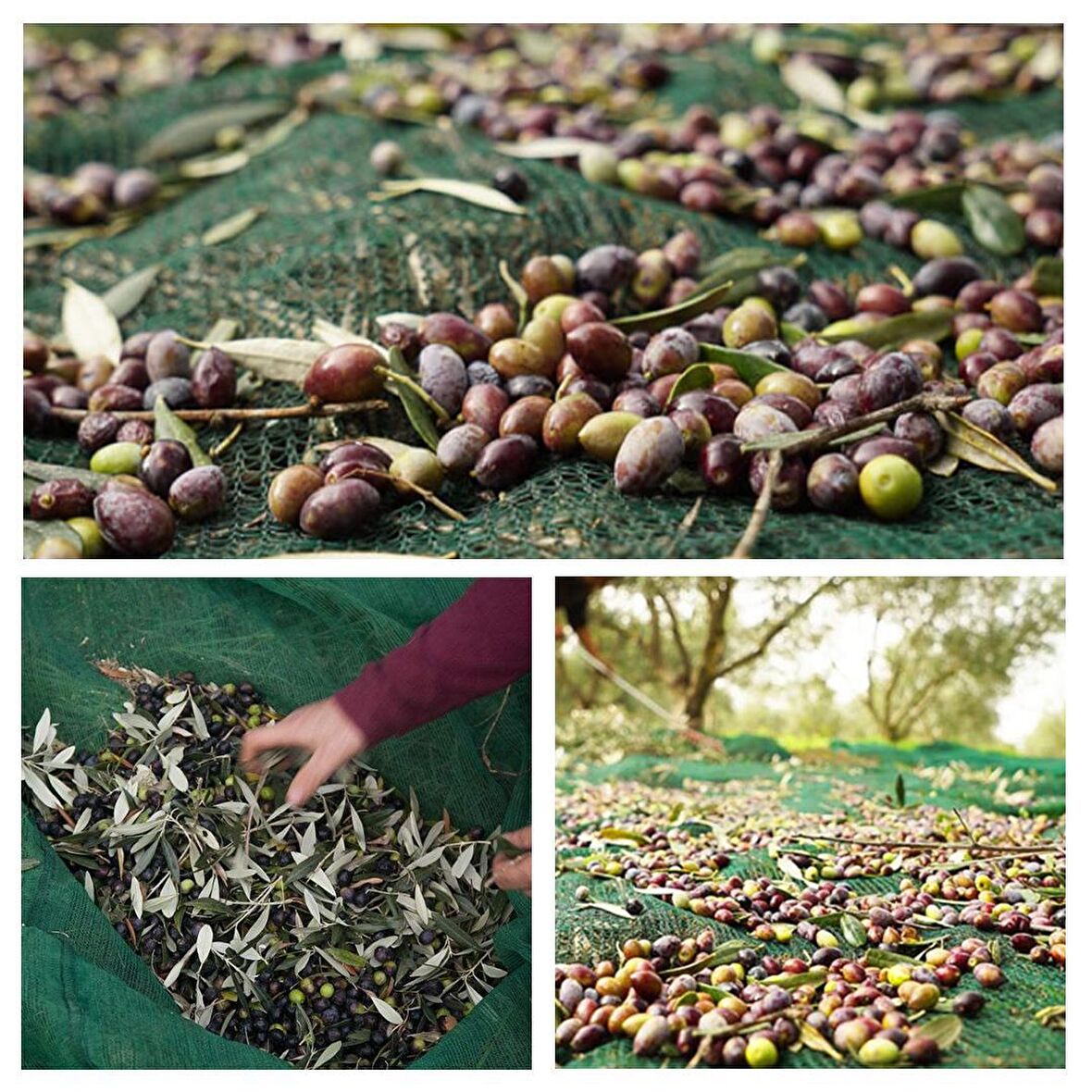 4X6 METRE ZEYTİN SERGİSİ ZEYTİN TOPLAMA FİLESİ FINDIK FISTIK ÖRTÜSÜ %75 GÖLGELİK DUT MEYVE SERGİSİ TABAN ÖRTÜSÜ