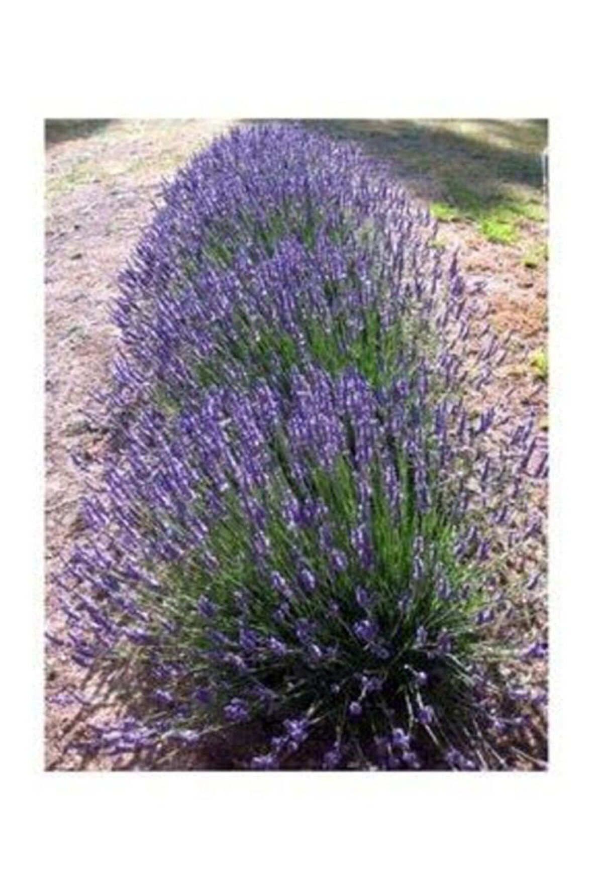 Lavandula Angustifolia Lavanta Fidesi Fidanı 10-20 cm