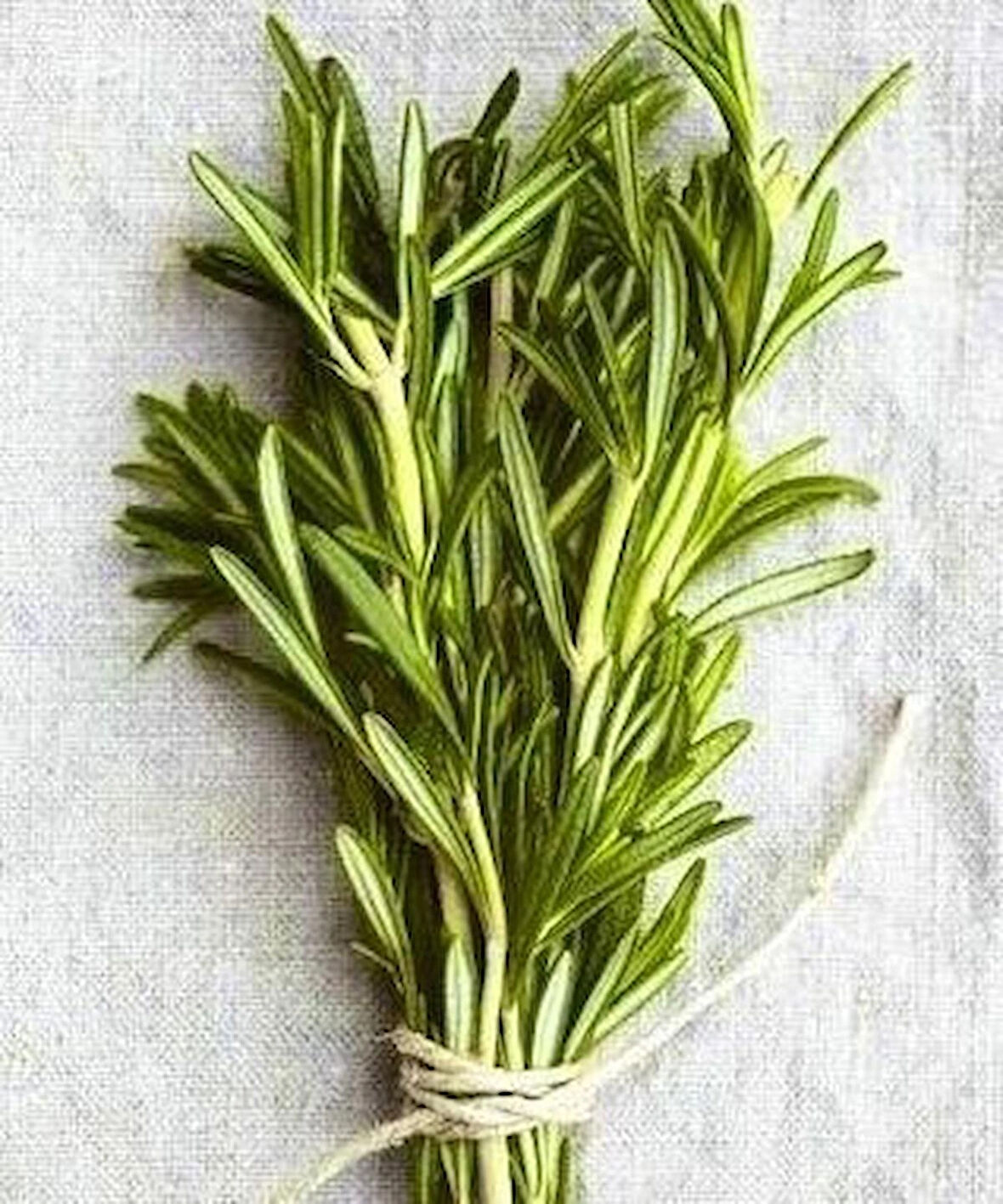 1 Adet Biberiye (Rosmarinus officinalis) Fidanı - Aromatik ve Dayanıklı Bitki, 2 Yaşında Tüplü