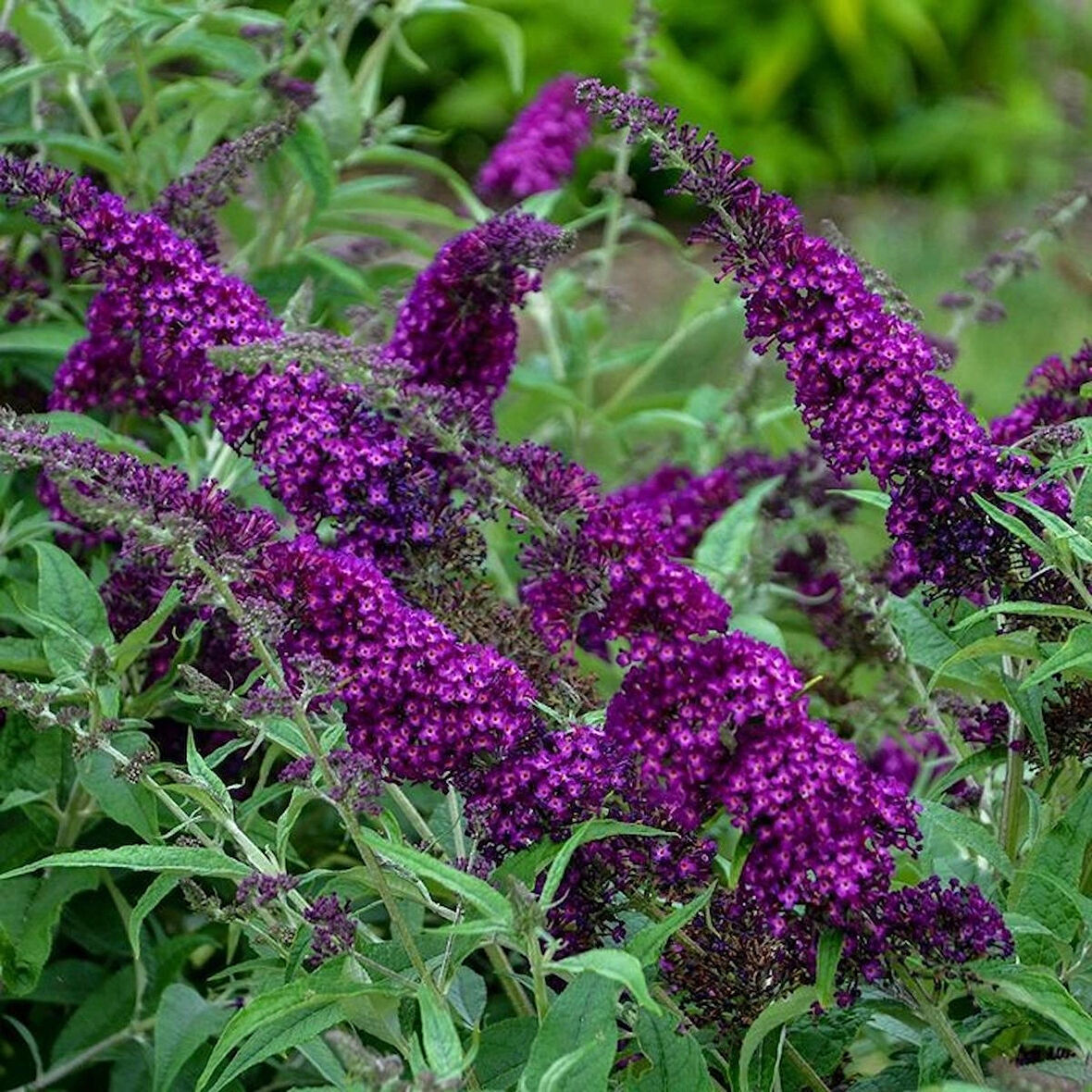 1-2 Yaş Arası Tüplü Mor Kelebek Çalısı (Buddleja davidii 'Butterfly Candy Little Purple') - Çekici Mor Çiçekler ve Kelebekler İçin Cazibe Merkezi