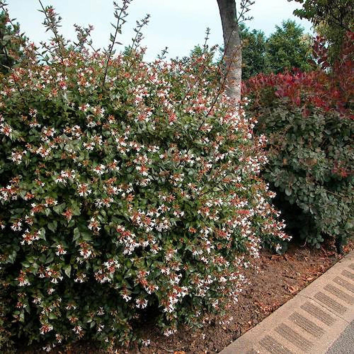 15 Adet Abelya Çiçeği (Güzellik Çalısı) 30-50 cm abelia chinensis