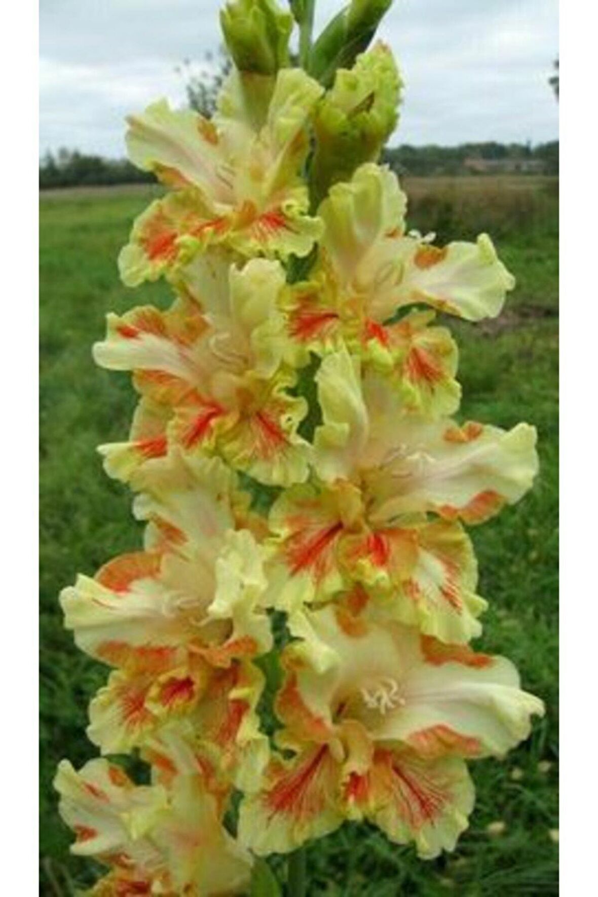 Nadir Renkli Katlı Glayör Çiçek Soğanı 5 Adet