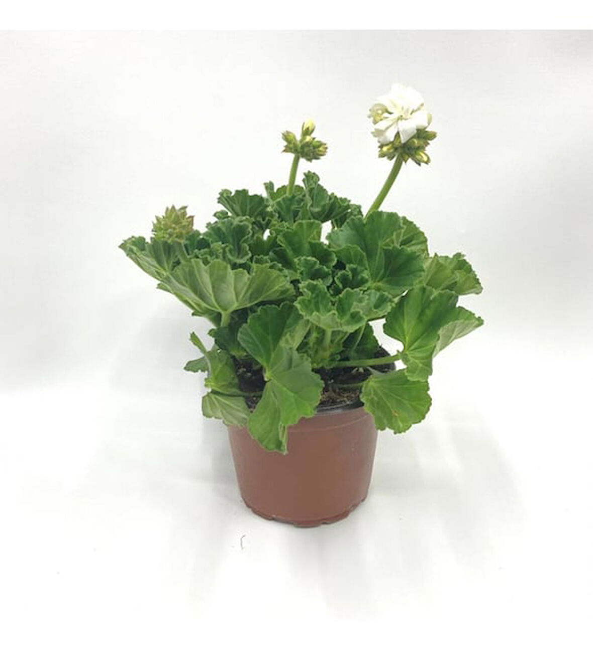 Kutup Beyazı Sardunya Çiçeği Fidesi 10-20 cm 