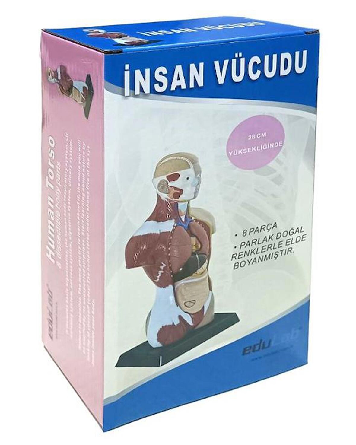 İnsan Vücudu Küçük Boy 27 cm 8 Parça