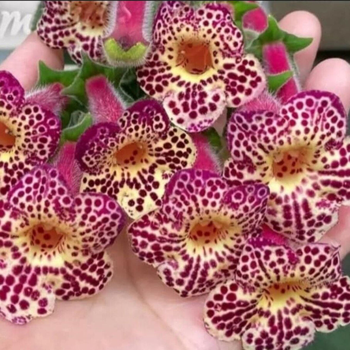 Koleksiyonluk Ni's Whence  Kohleria Japon Küpelisi Çiçeği Fidesi (Mini Potta)