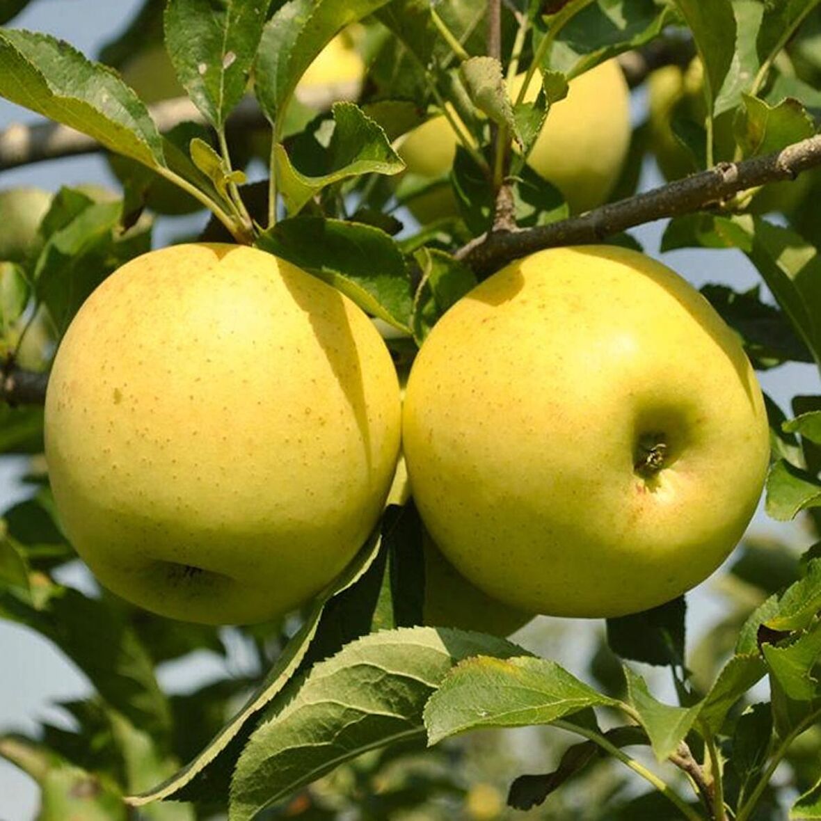 4 Yaş Aşılı Golden Delicious Elma Fidanı (Sarı Elma) *Yarı Bodur*