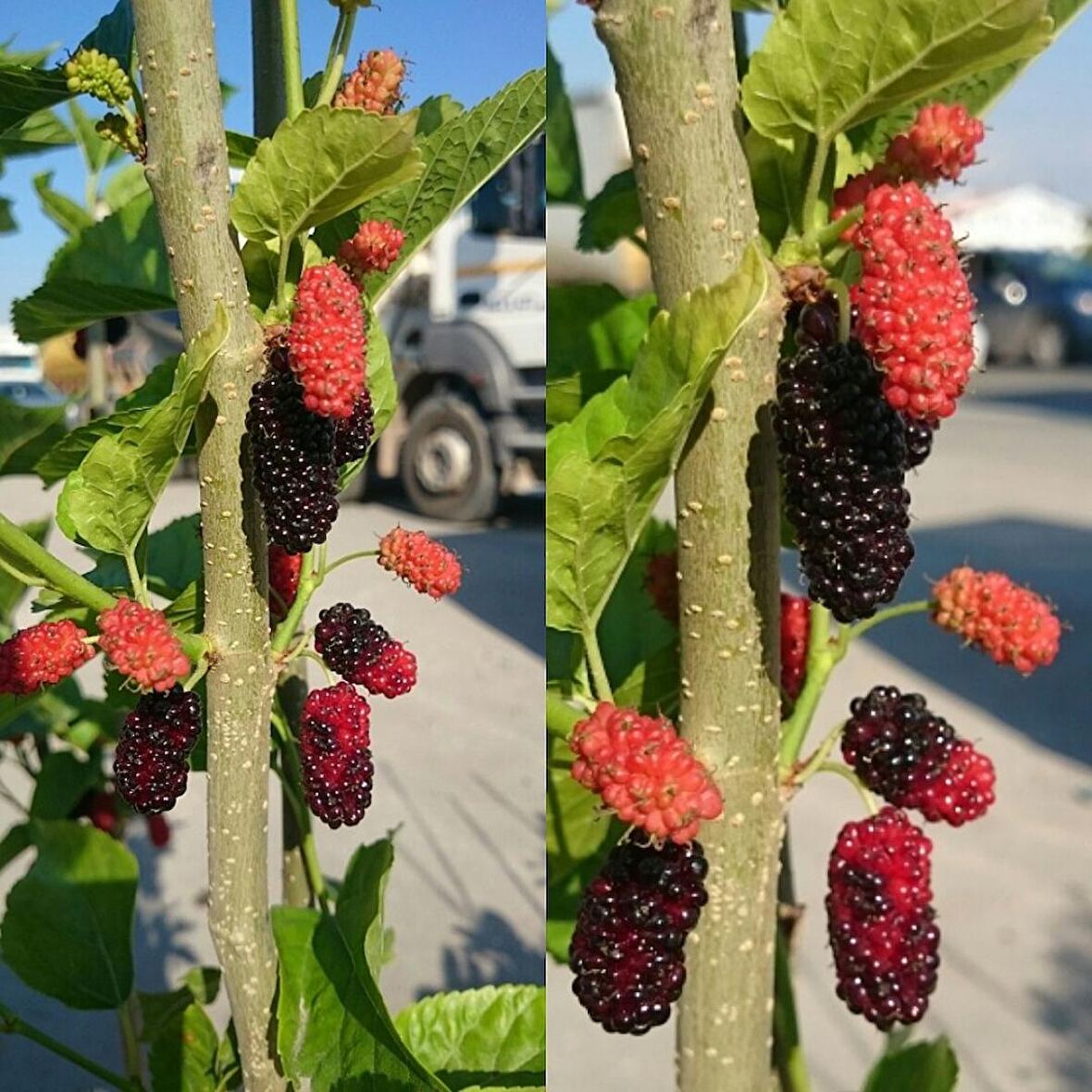 4 Yaş Aşılı Avustralya Dut Fidanı