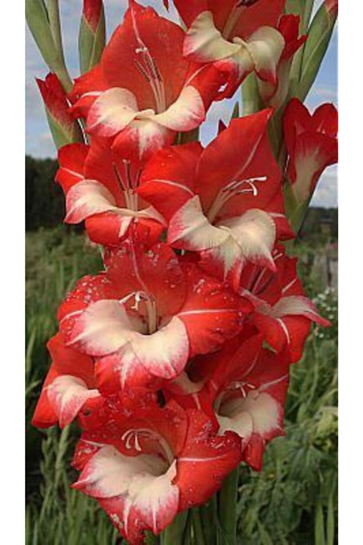 Kırmızı Beyaz Kırçıllı Glayör Çiçek Soğanı 3 Adet