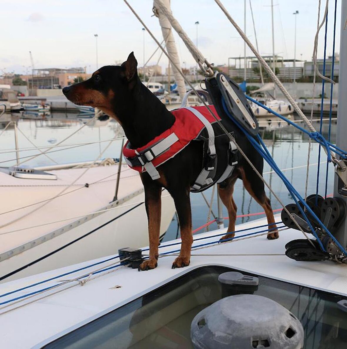 COMFY KÖPEK CAN YELEĞİ , 40-80kg, XL,KIRM.