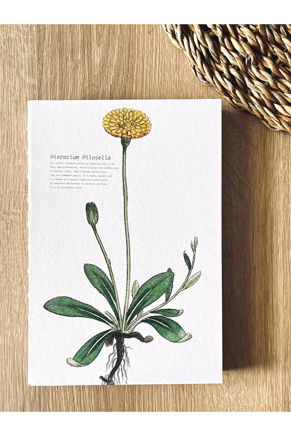 Özel Tasarım Kapaklı A5 Enzo Çizgisiz Defter - 180 Derece Açılabilir, %100 El Işçiliği