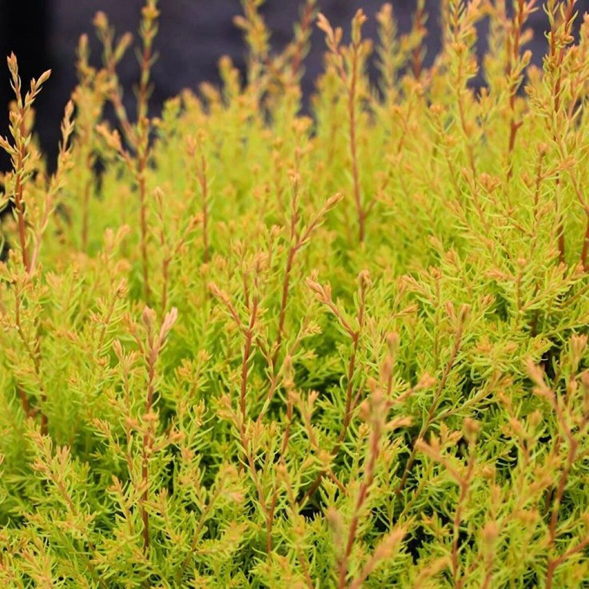 Thuja occidentalis 'Rheingold' - Estetik ve Dayanıklı Raingold Mazı Fidanı" 1-2 yaş arası