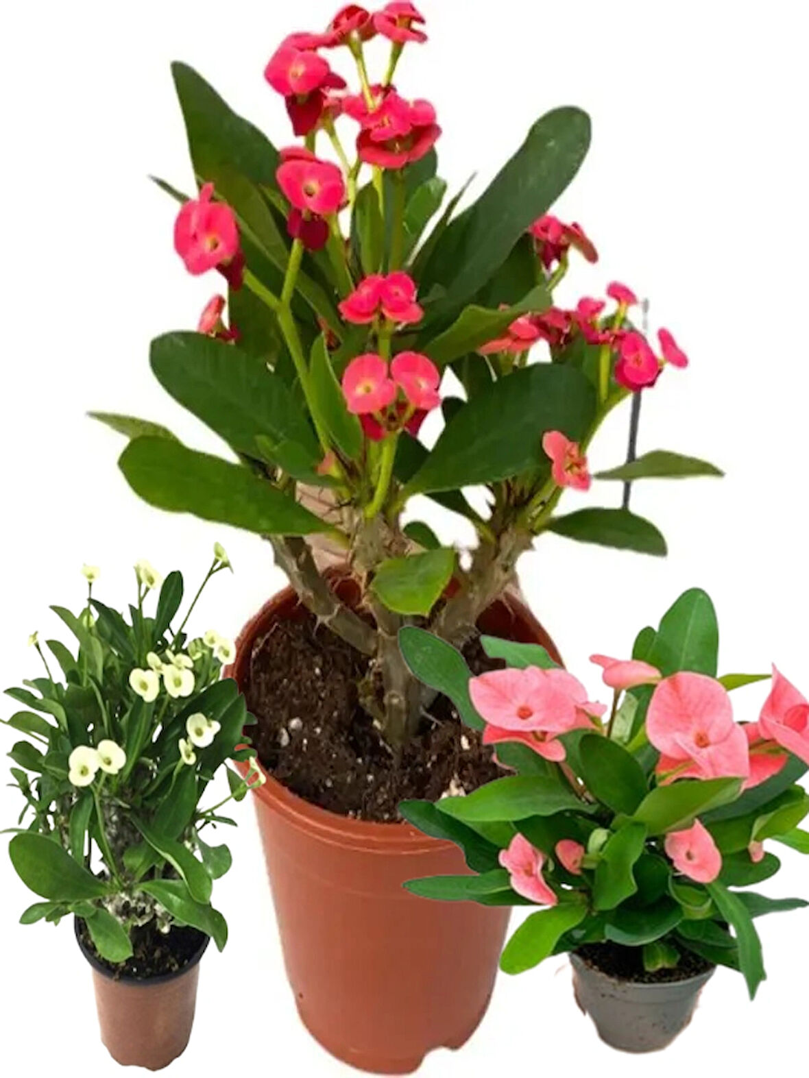3 ADET DİKENLER TACI EFORBİA MİLİ (Euphorbia Milii) KARIŞIK RENK(KIRMIZI-BEYAZ-PEMBE)