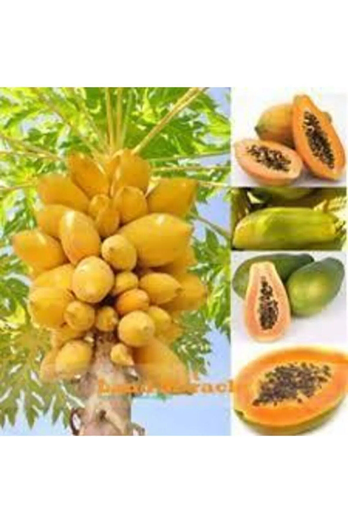 Papaya Ağacı Tohumu 15 Adet