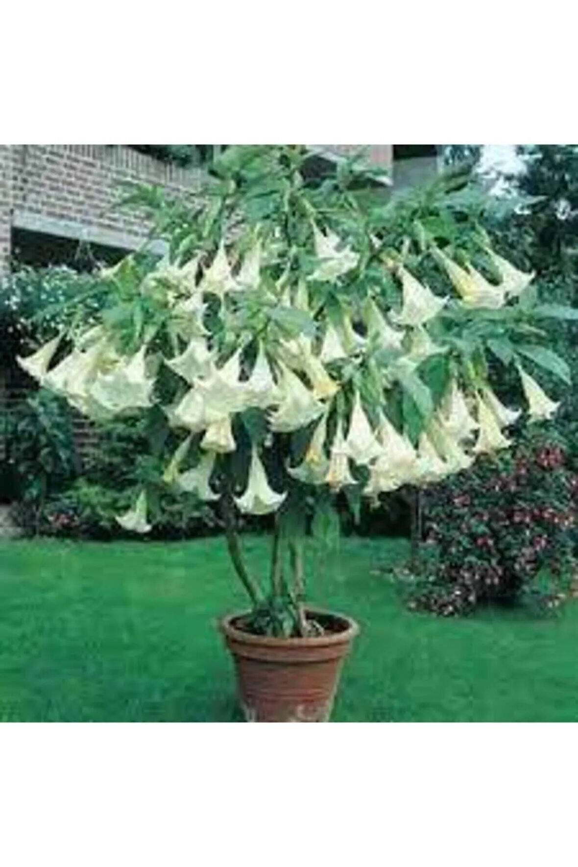 5 Adet Tohum Angel Trumpet Çiçeği Tohum Melek Borazanı Çiçeği Tohum Tohum Saksı Toprak Hediyeli