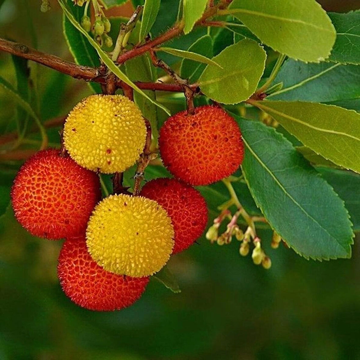 2 Adet Kocayemiş (Arbutus unedo) Fidanı - Meyve Veren Dayanıklı Bitki, 1-2 Yaş Arası Tüplü