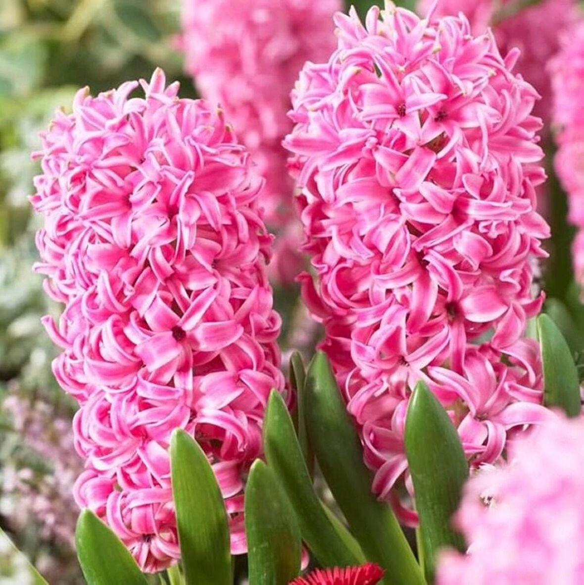 Pembe Sümbül Soğanı "Pink Pearl" 5 Adet