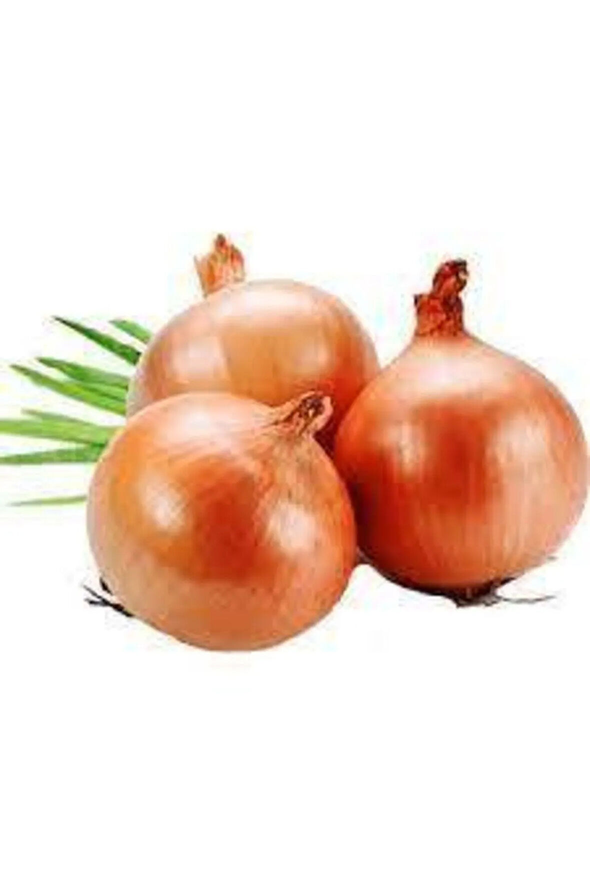 Tohum Kışlık Kuru Soğan Tohumu Yerli Tohum 50 Adet