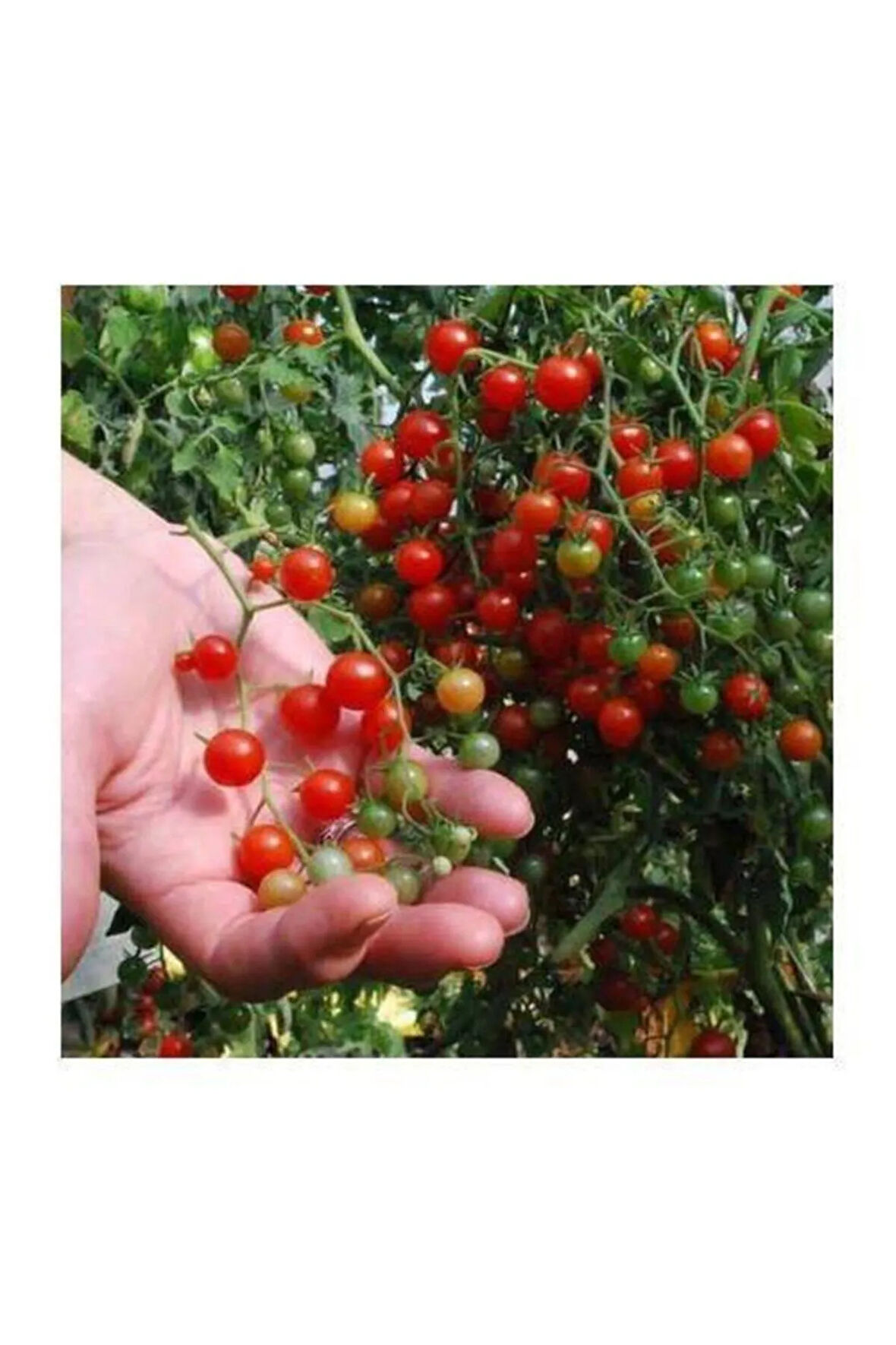 Nadir Ithal Cherry Minik Bezelye Domates Tohumu 10 Adet