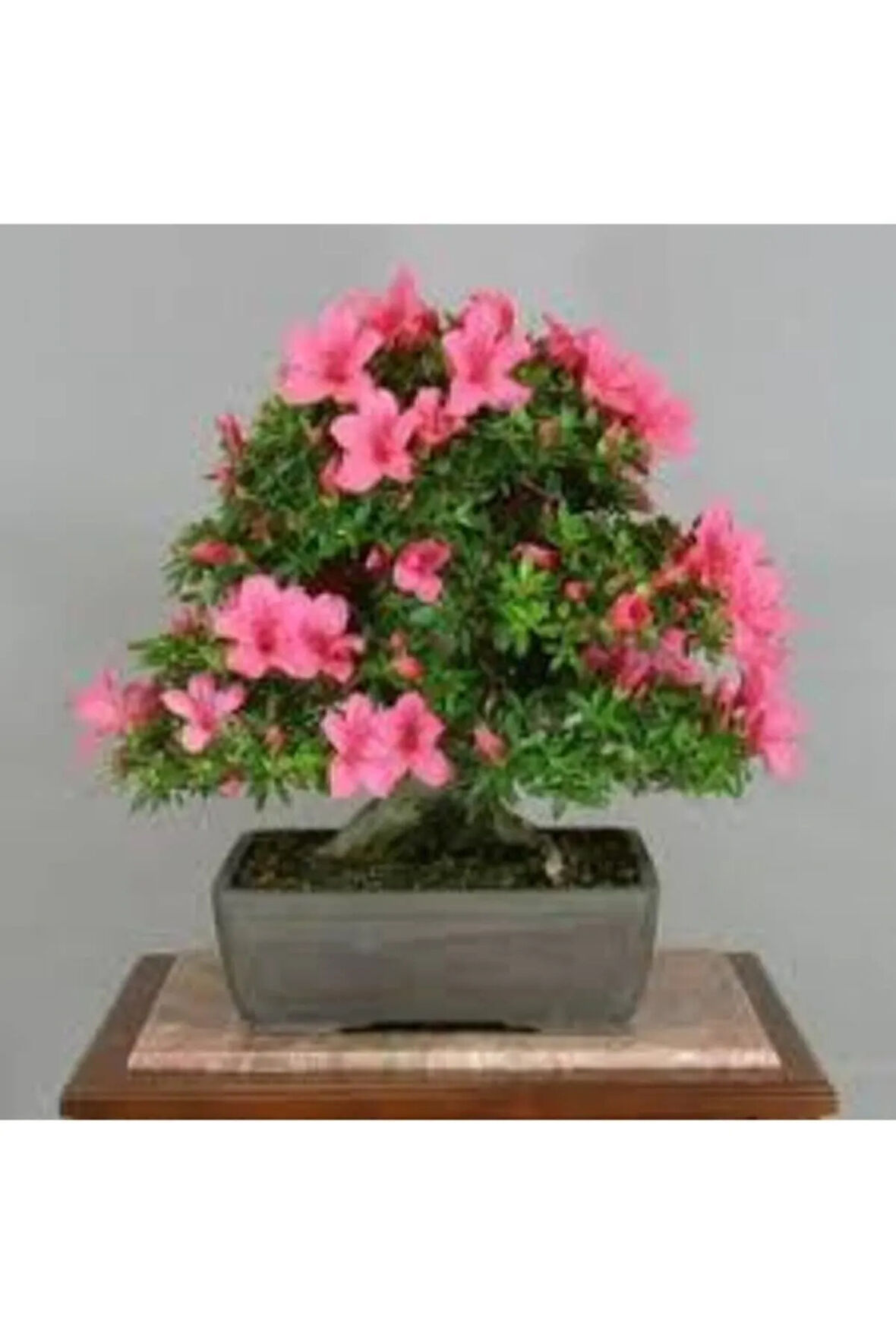 2 Adet Tohum Orkide Bonsai Ağacı Tohum Bodur Bonsai Orkide Ağacı Tohum Saksı Toprak