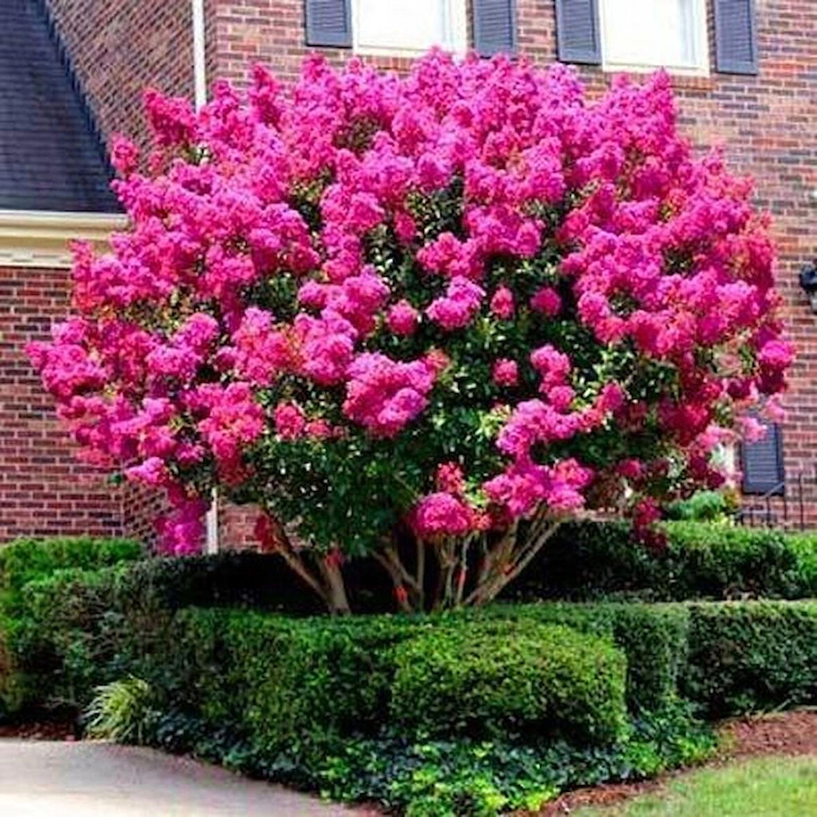 1-2 Yaş Arası Tüplü Pembe Oya Ağacı (Lagerstroemia indica) Fidanı - Göz Alıcı Pembe Çiçekler