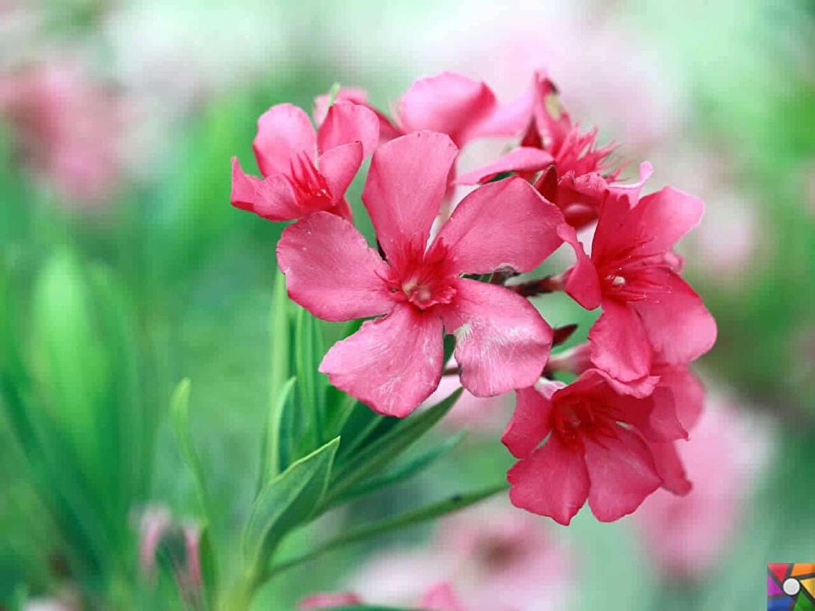 Pembe Zakkum Çiçeği Tohumu
