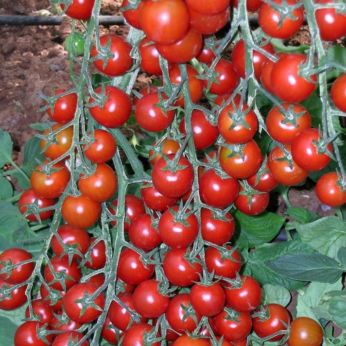 1000 adet ithal F1 çeri Sofralık Oturak Domates Tohumu....