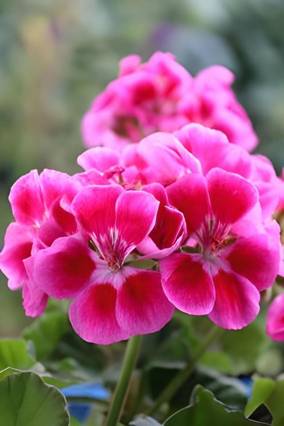 Açık Pembe Ceylangözü Sardunya Çiçeği 10-20 cm