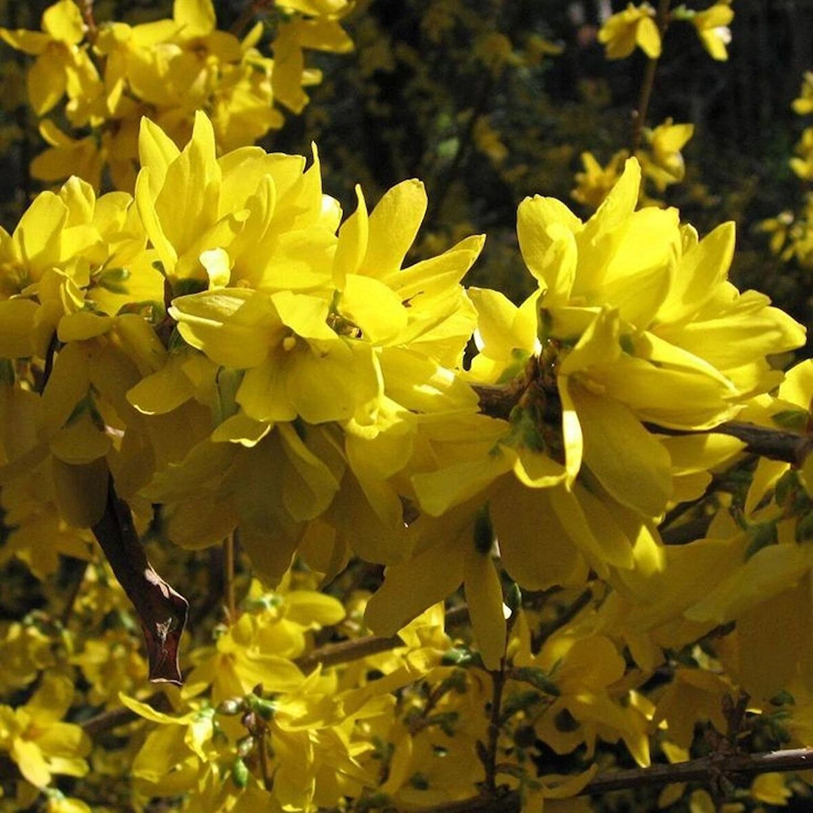 2 Adet Altın Çanak (Forsythia) Fidanı - Parlak Sarı Çiçekler, 1-2 Yaş Arası Tüplü