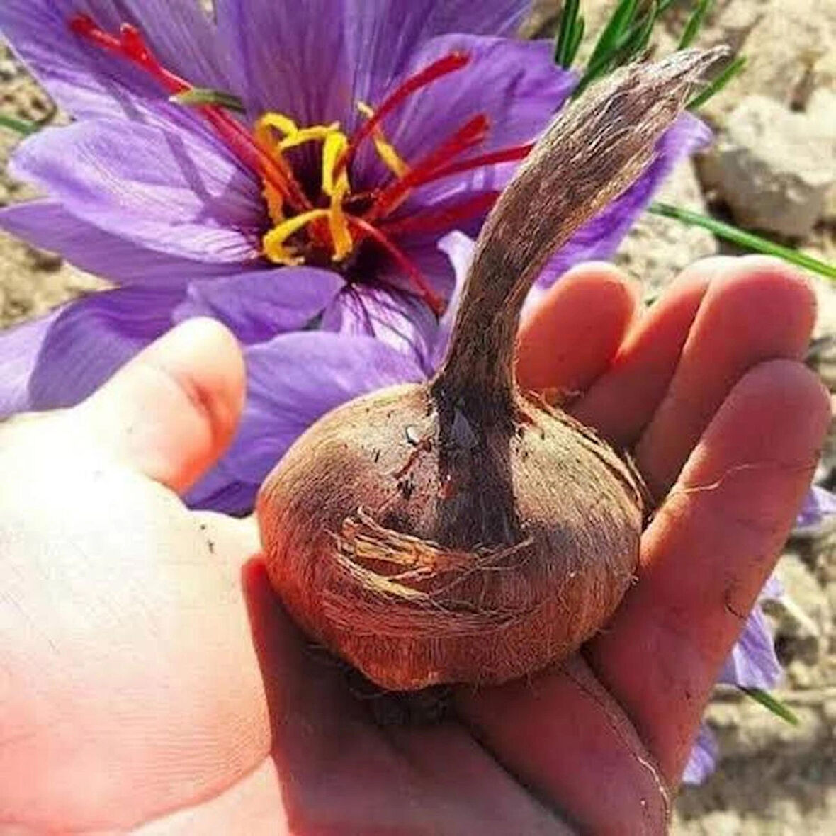 Premium Özel Dikime Hazır Yerli Üretim Büyük Boy 1. Kalite Safranbolu Safran Bitkisi Soğanı 30 Adet