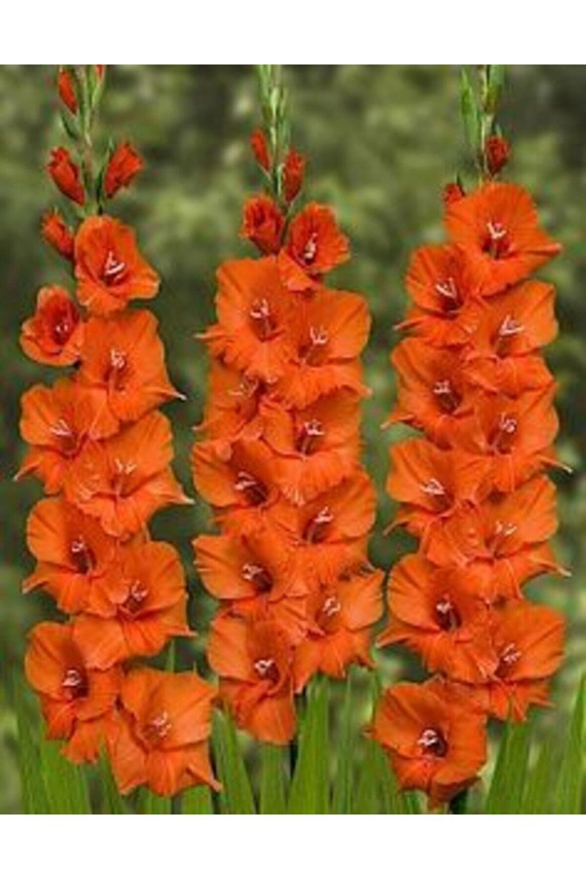 Turuncu Renkli Glayör Çiçek Soğanı 3 Adet