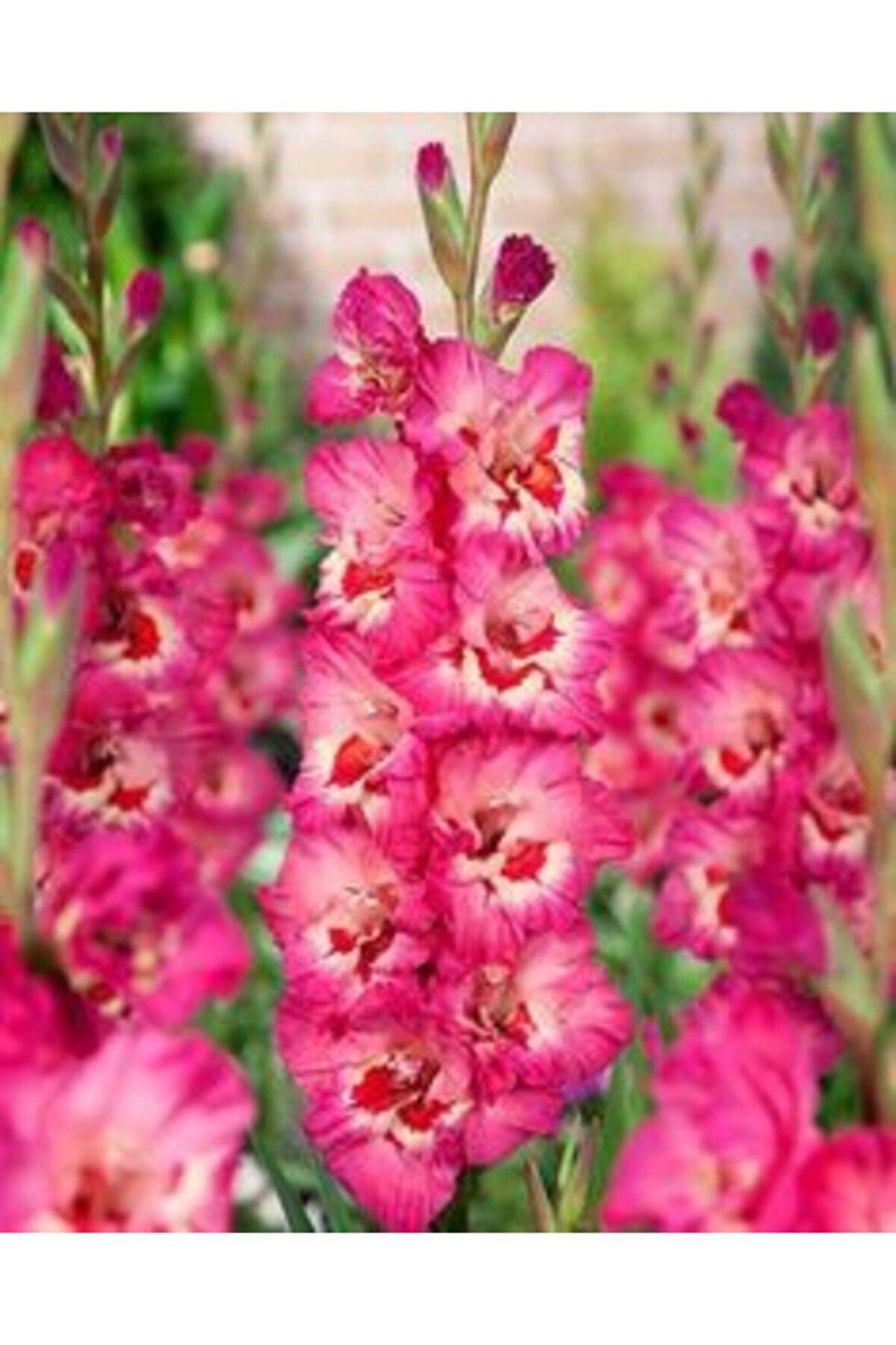 Inci Pembe Renkli Glayör Çiçek Soğanı 3  Adet