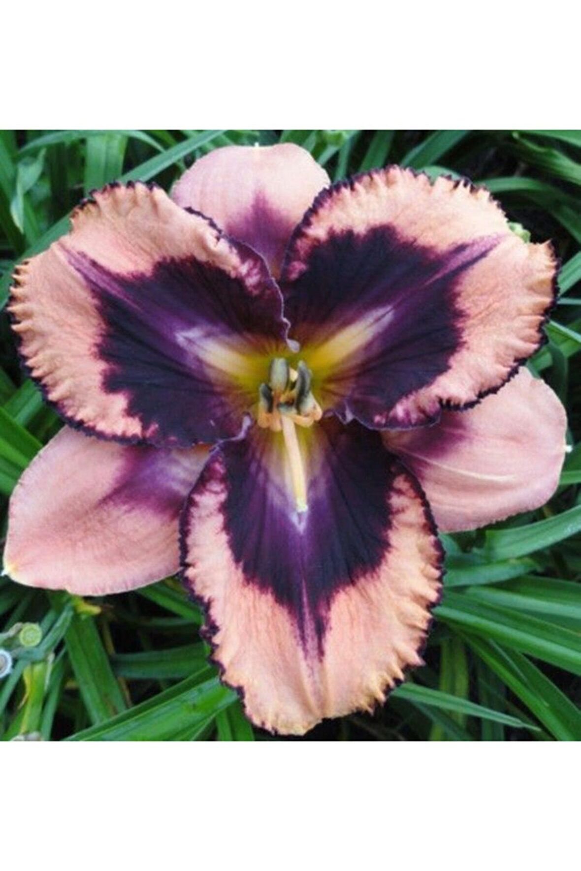 Pudra Zambak Çiçeği Soğanı 3 Adet