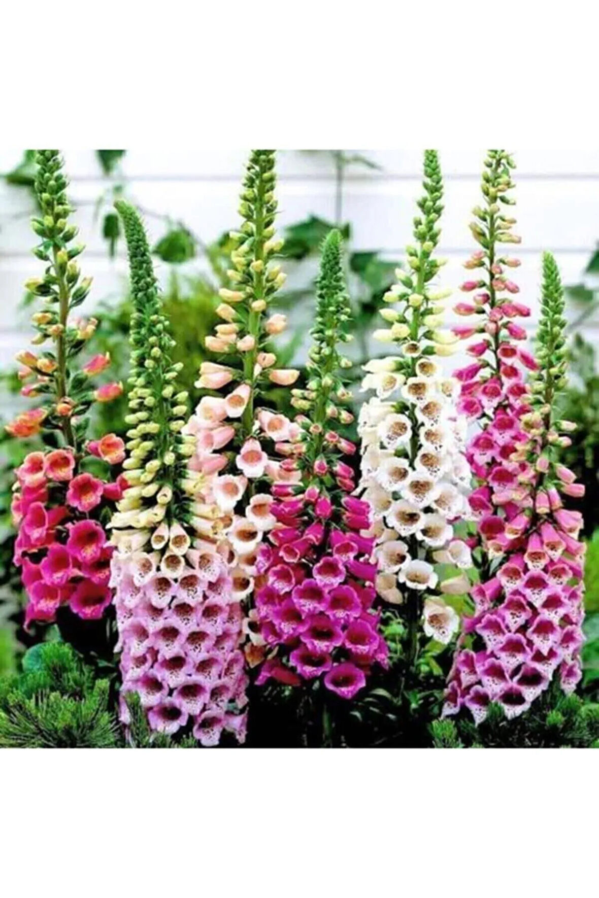 Karışık Renkli Yüksük Otu Çiçeği Tohumu 100 Tohum