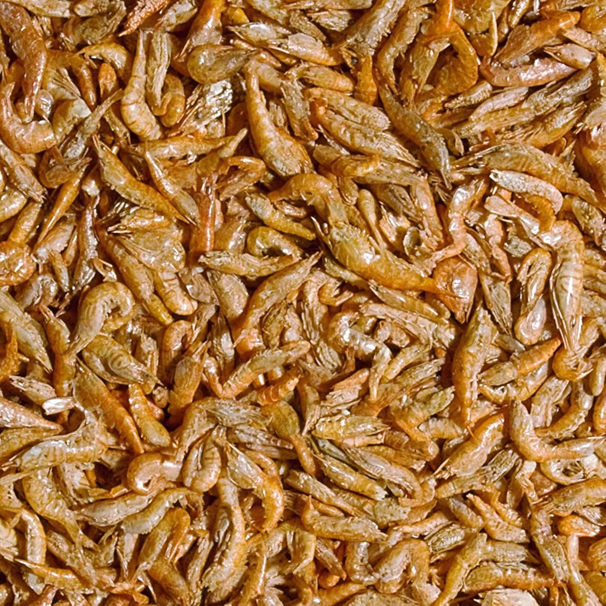 Tropical River Shrimps 1000 Gr Kovadan Bölme