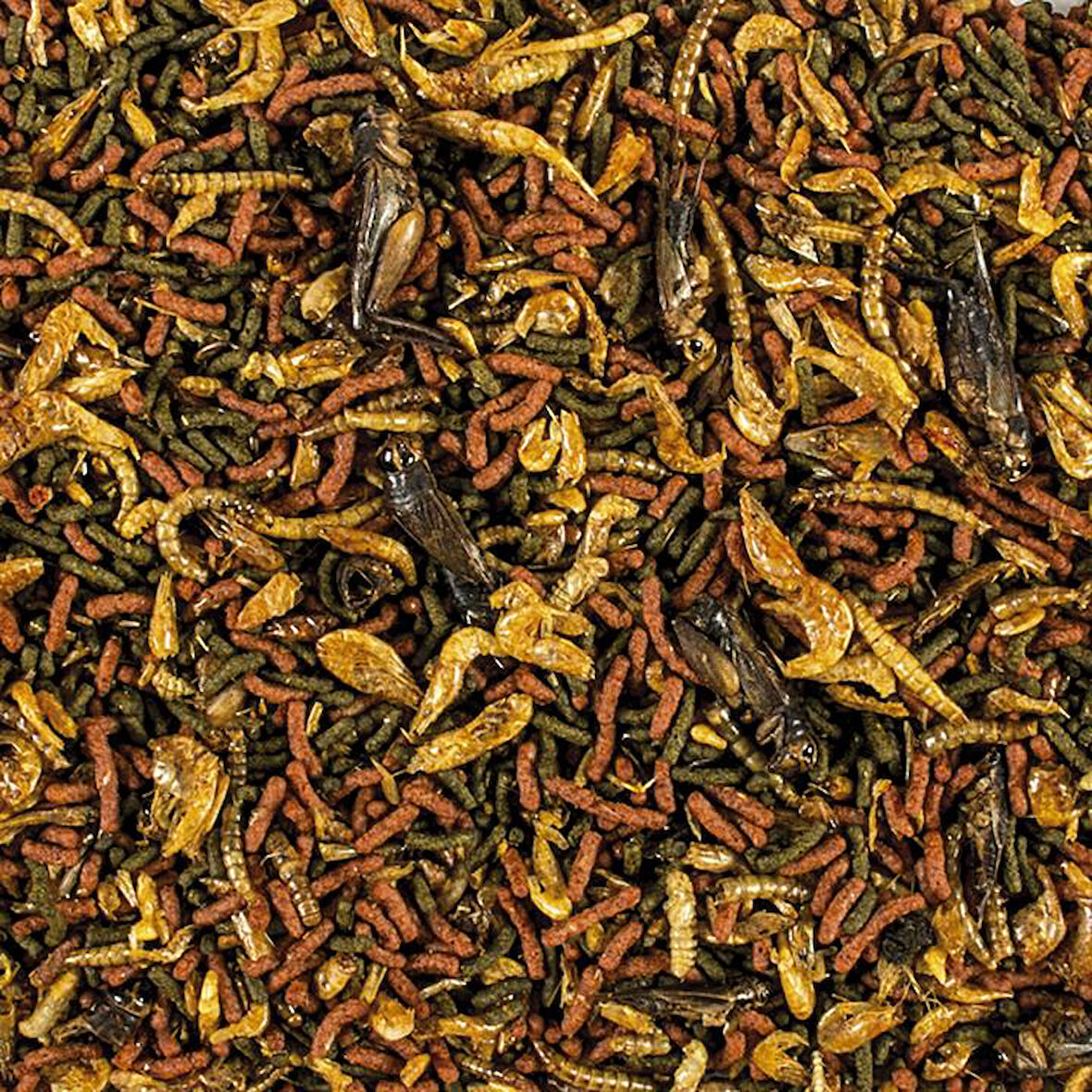 Tropical Soft Line Carnivore 100 Gram Balık Yemi