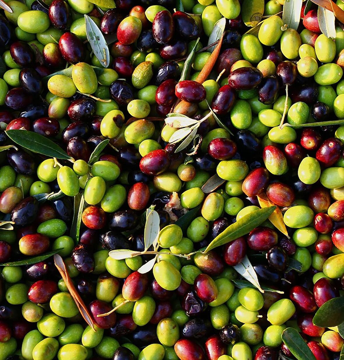 5 Adet Gemlik Trilye Sofralık Zeytin Fidanı *2 Yaş*